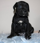 Cane Corso �t��ata
