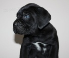 Cane Corso �t��ata