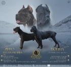 Cane Corso �t��ata