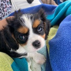 Kaval�r king charles �pan�l -