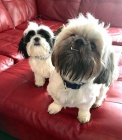 �t���tka shih-tzu s pp