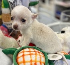 �ivava s pp mini kr�tkosrst�