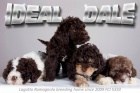 Lagotto Romagnolo �t��ata