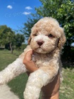 Lagotto Romagnolo �t��ata