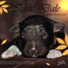 Lagotto Romagnolo �t��ata