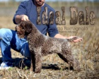 Lagotto Romagnolo �t��ata
