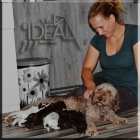 Lagotto Romagnolo �t��ata