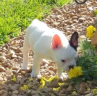 Francouzsk� buldo�ek k adopci.