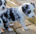 Rozko�n� �t���tka border kolie k adopci.