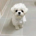 Kr�sn� malt�zsk� �t���tka k adopci.