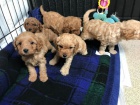 Cavapoo �t��ata k adopci.