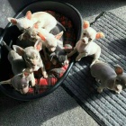 Rozko�n� �t���tka �ivavy k adopci.