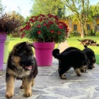 �t��ata n�meck�ho ov��ka k adopci.