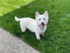�t��ata West Highland White Terrier k adopci.