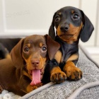 Zdrav� �t���tka jezev��ka k adopci.