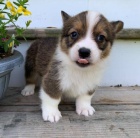 �t��ata Welsh Corgi Pembroke k adopci.