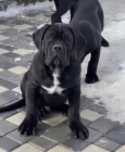  k dispozici �t��ata cane corso