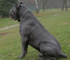  k dispozici �t��ata cane corso