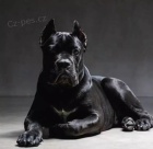 k dispozici �t��ata cane corso