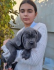  k dispozici �t��ata cane corso