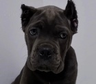  k dispozici �t��ata cane corso