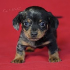 Prod�m zdrav� �t��ata jezev��k�