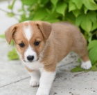 Prod�m �t��ata Pembroke Welsh Corgi.