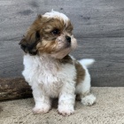 Prod�m �t��ata SHIH TZU