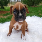 Prod�m �t��ata n�meck�ho boxera