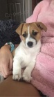Prod�m zdrav� �t��ata jack russell teri�ra.