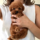 Prod�m zdrav� mini �t��ata pudla.