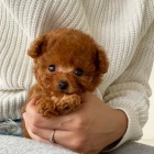 Prod�m zdrav� mini �t��ata pudla.