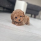 Prod�m �t��ata trpasli��ho toy pudla.