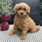 Prod�m zdrav� a kr�sn� �t���tka pejska a fenky Cavapoo.