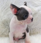 �t��ata bostonsk�ho teri�ra (CKC Reg'd)