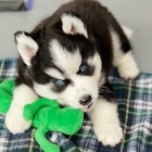 Zdrav� �t��ata sibi�sk�ho huskyho k odb�ru!