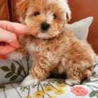 Registrovan� roztomil� �t��ata Maltipoo k adopci.