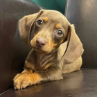 �t��ata jezev��ka s �pln�m rodokmenem