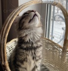 N�dhern� mainsk� m�val� ko��tka dostupn� do dobr�ch domov�.