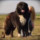 Kavkazsk� ov��k �t��ata