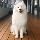 Dv� �t���tka samojeda do nov�ho domova