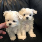 Kr�sn� malt�zsk� �t���tka pro miluj�c� domovy