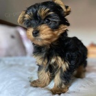 Prod�m mini hra�ku �t��ata yorkie.