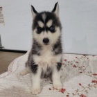 Prod�m rozko�n� sibi�sk� husky