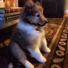 Prod�m �t��ata shetlandsk�ho ov��ka