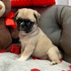 Prod�m kr�sn� o�kovan� �t��ata b�ov�ho mopse