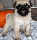 Prod�m kr�sn� o�kovan� �t��ata b�ov�ho mopse