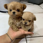 Prod�m �t��ata o�kovan�ho pudla trpasli��ho psa a samice mini toy.