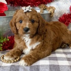 Prod�m zdrav� a hygienicky vy�kolen� �t��ata Cavapoo.