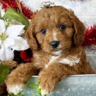 Prod�m zdrav� a hygienicky vy�kolen� �t��ata Cavapoo.